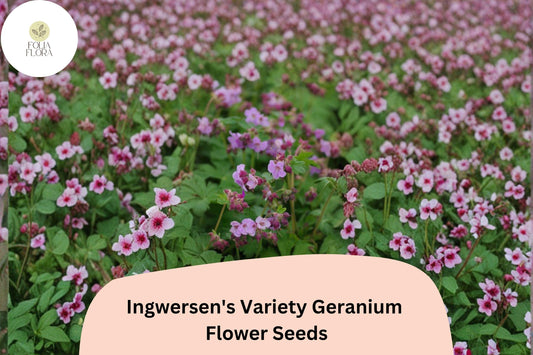 25+ Ingwersen's Variety Geranium Seeds for Garden Planting – Pink Flowers, Hardy Perennial, Easy to Grow
