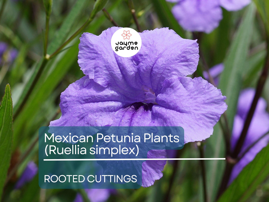 5 Rooted Cuttings Purple Mexican Petunia (Ruellia simplex) - Hardy Perennial Flowers for Garden Borders, Ground Cover & Landscaping
