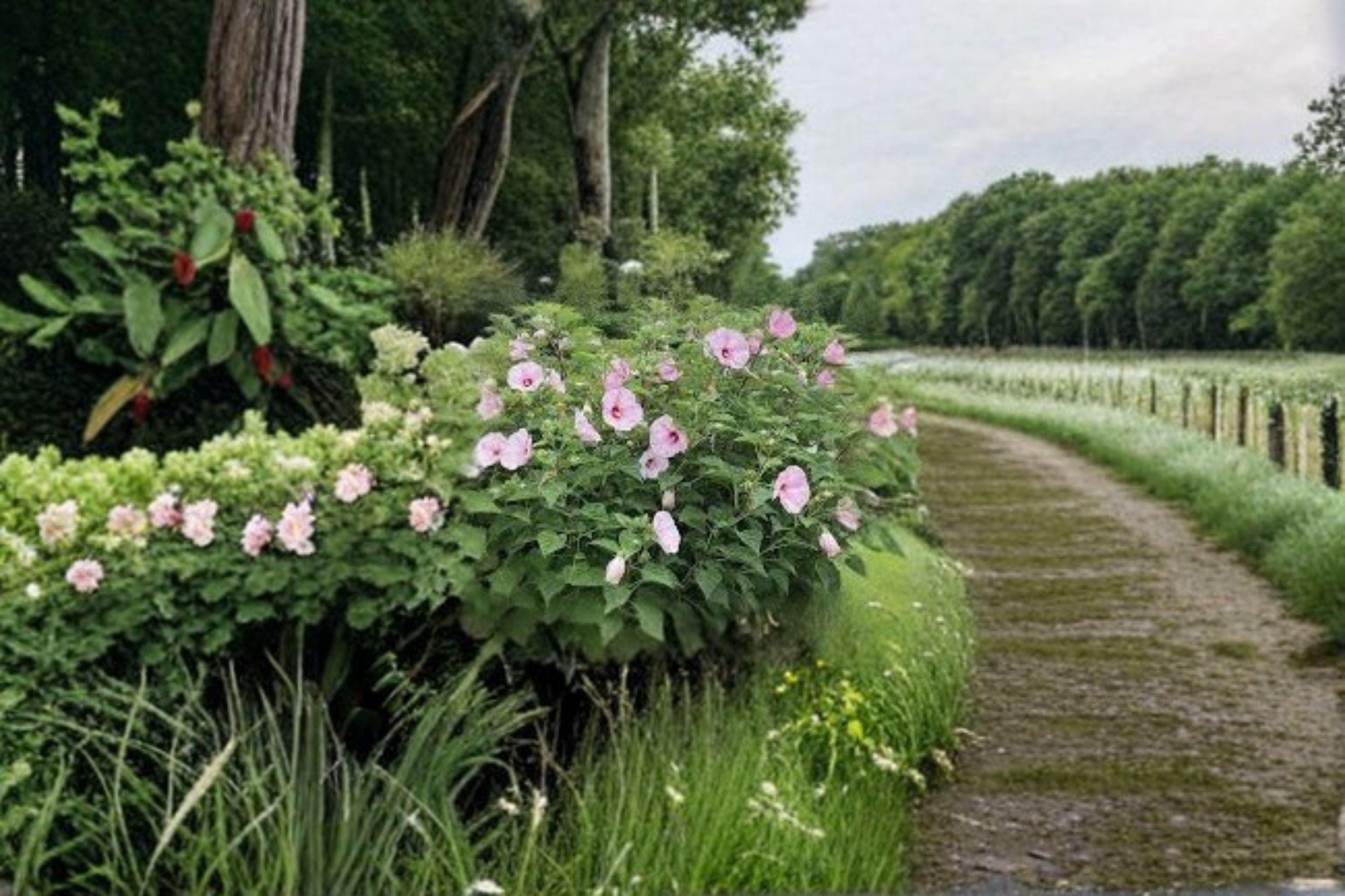 Hibiscus moscheutos, Swamp Rose Mallow / Crimson-Eyed Rosemallow – 30 Seeds | Native Wetland Perennial | Huge Hardy Hibiscus Blooms