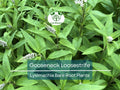 10 Gooseneck Loosestrife Plants – Bare Root Perennials – White Flowers – Lysimachia clethroides – Easy Ground Cover