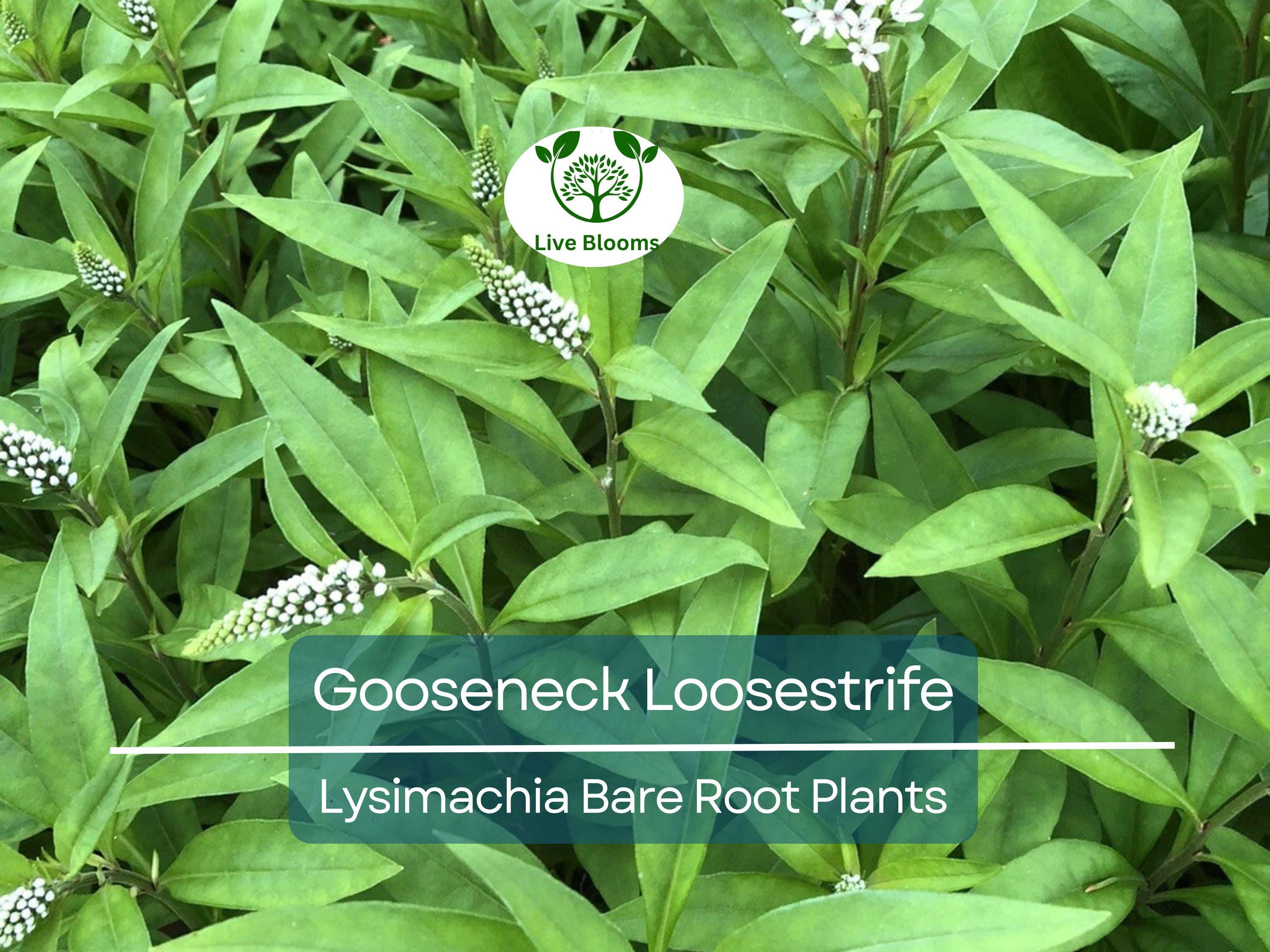 10 Gooseneck Loosestrife Plants – Bare Root Perennials – White Flowers – Lysimachia clethroides – Easy Ground Cover