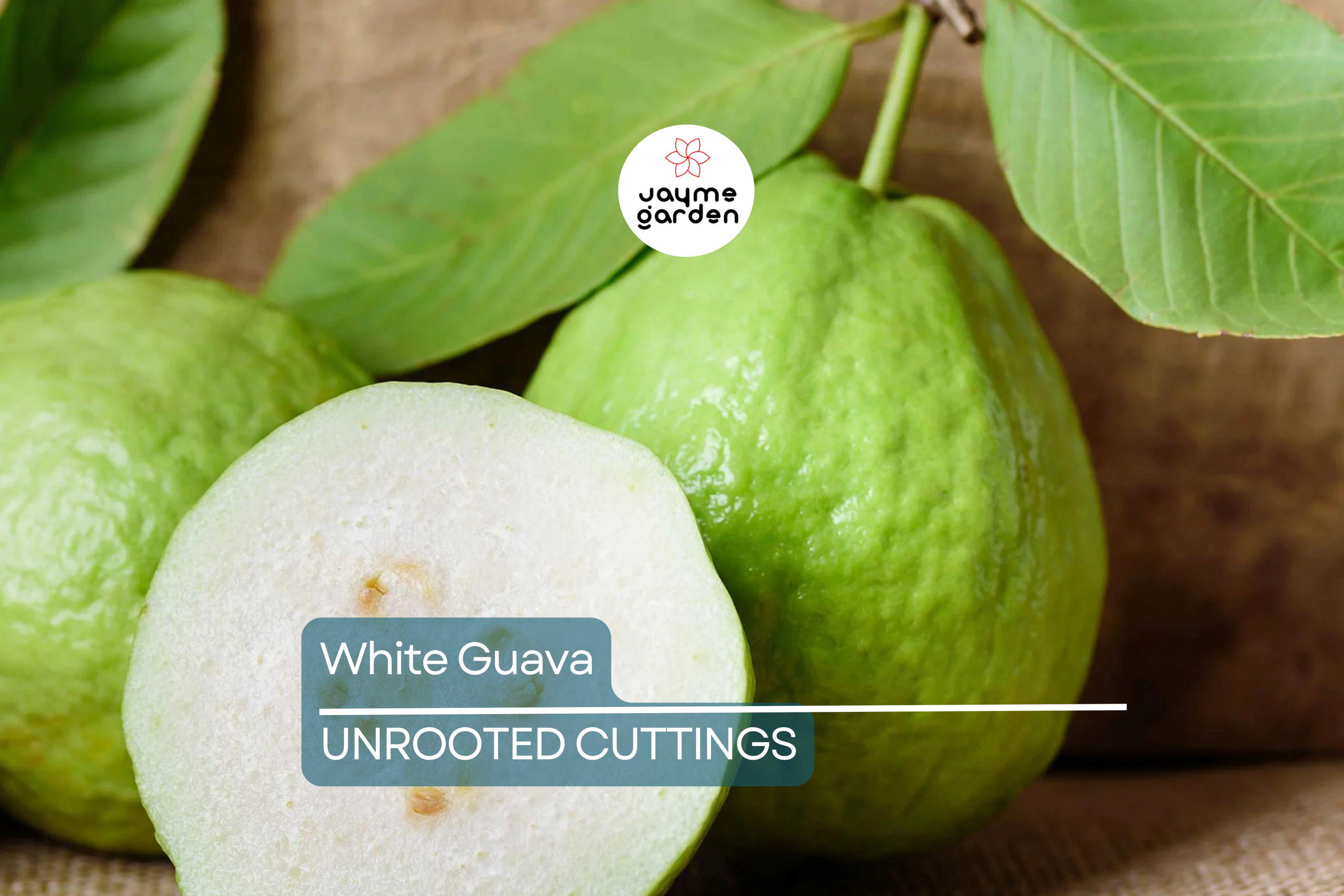 Guava Tree  – Live Tropical White Guava Fruit Tree – Ships in Pot – Ready to Plant