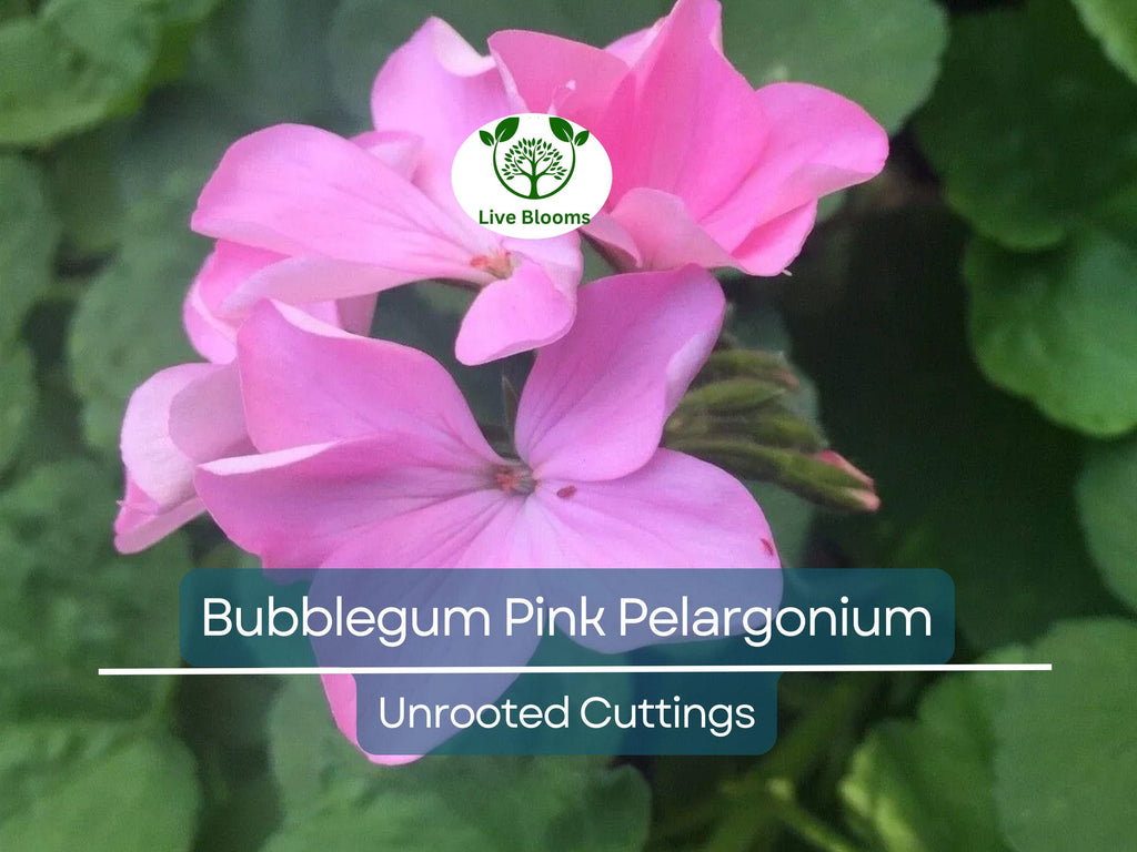 4 Bubblegum Pink Pelargonium Zonal Geranium Unrooted Cuttings - Fresh Live Plants, 8" Long, Ideal for Garden, Hanging Baskets & Containers