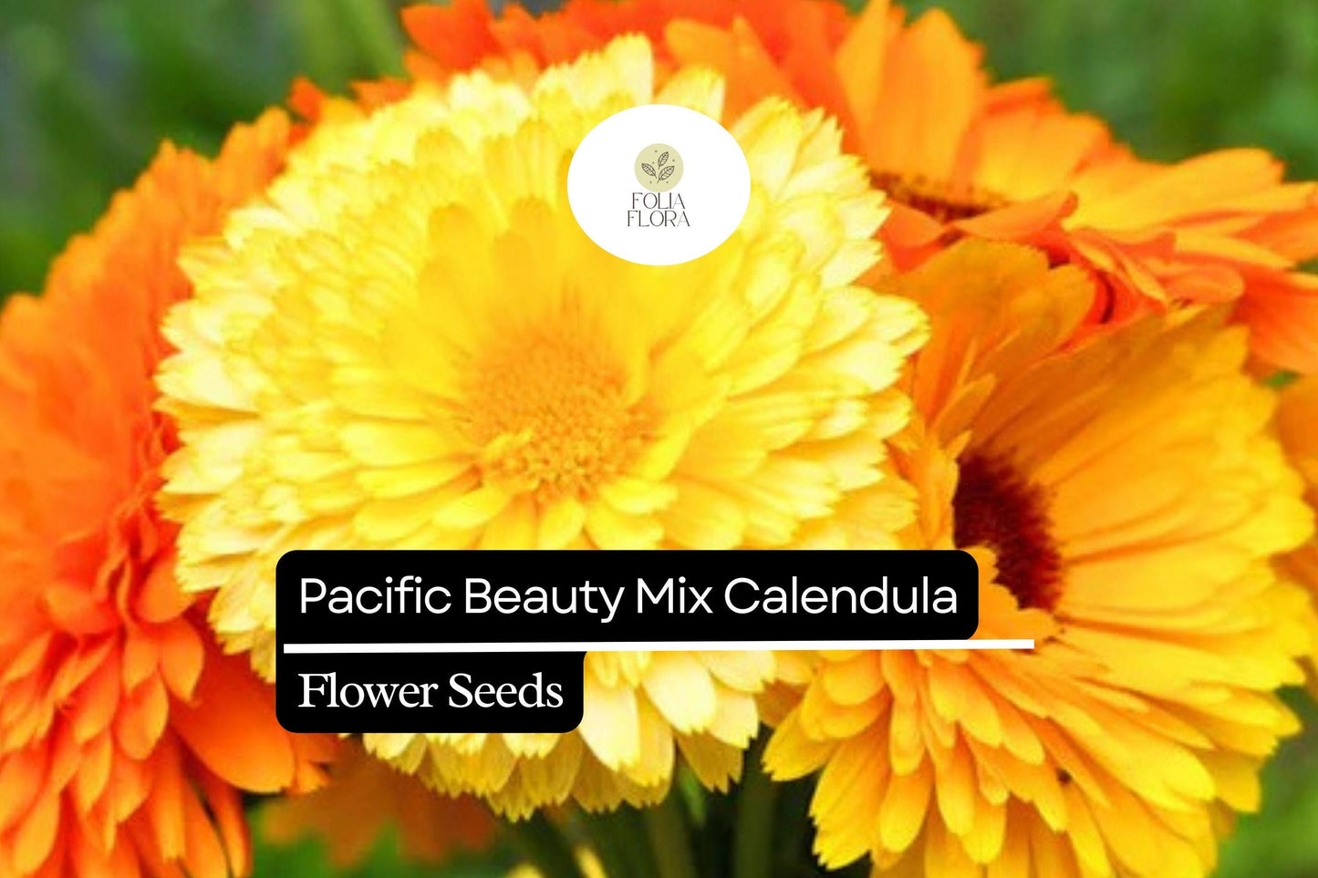 Pacific Beauty Mix Calendula (Calendula officinalis) | 50-1000 Seeds – Bright, Vibrant Blooms for Gardens