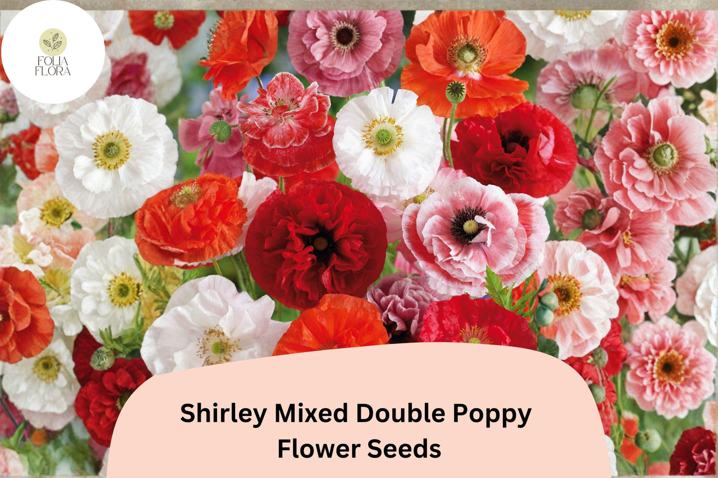 200+ Shirley Mixed Double Poppy Seeds for Garden Planting – Vibrant Double Blooms, Easy to Grow Annual Wildflower