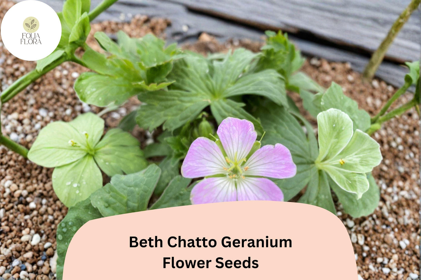 25+ Beth Chatto Geranium Seeds: Hardy Perennial Garden Plant, Pink-Purple Blooms, Easy to Grow, Ideal for Pots & Borders