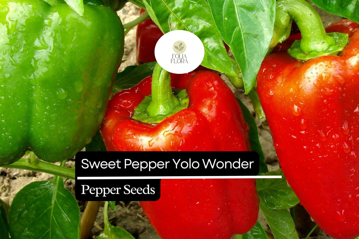 25 Sweet Yolo Wonder L Pepper Seeds – Capsicum annuum – Red Bell Pepper, Heirloom, Non-GMO, Sweet & Crisp Flavor