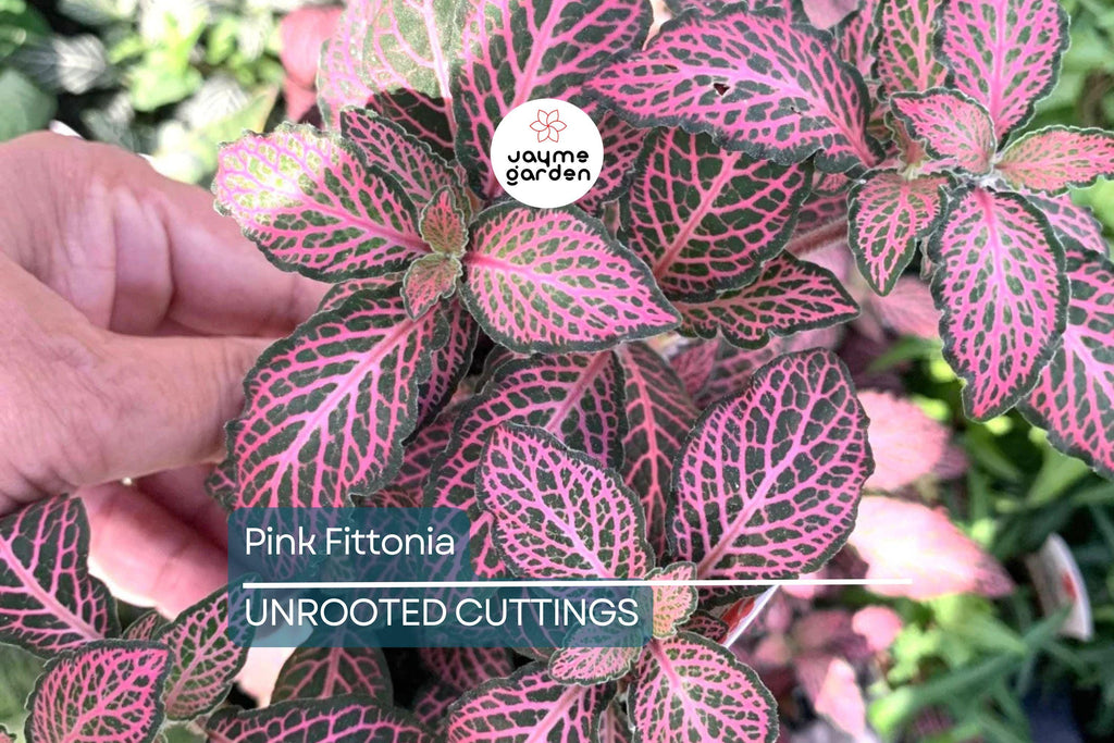 Pink Fitonia Cutting in Propagation Cup - Sealed with Sphagnum Moss, Easy Rooting, Live Arrival Guarantee