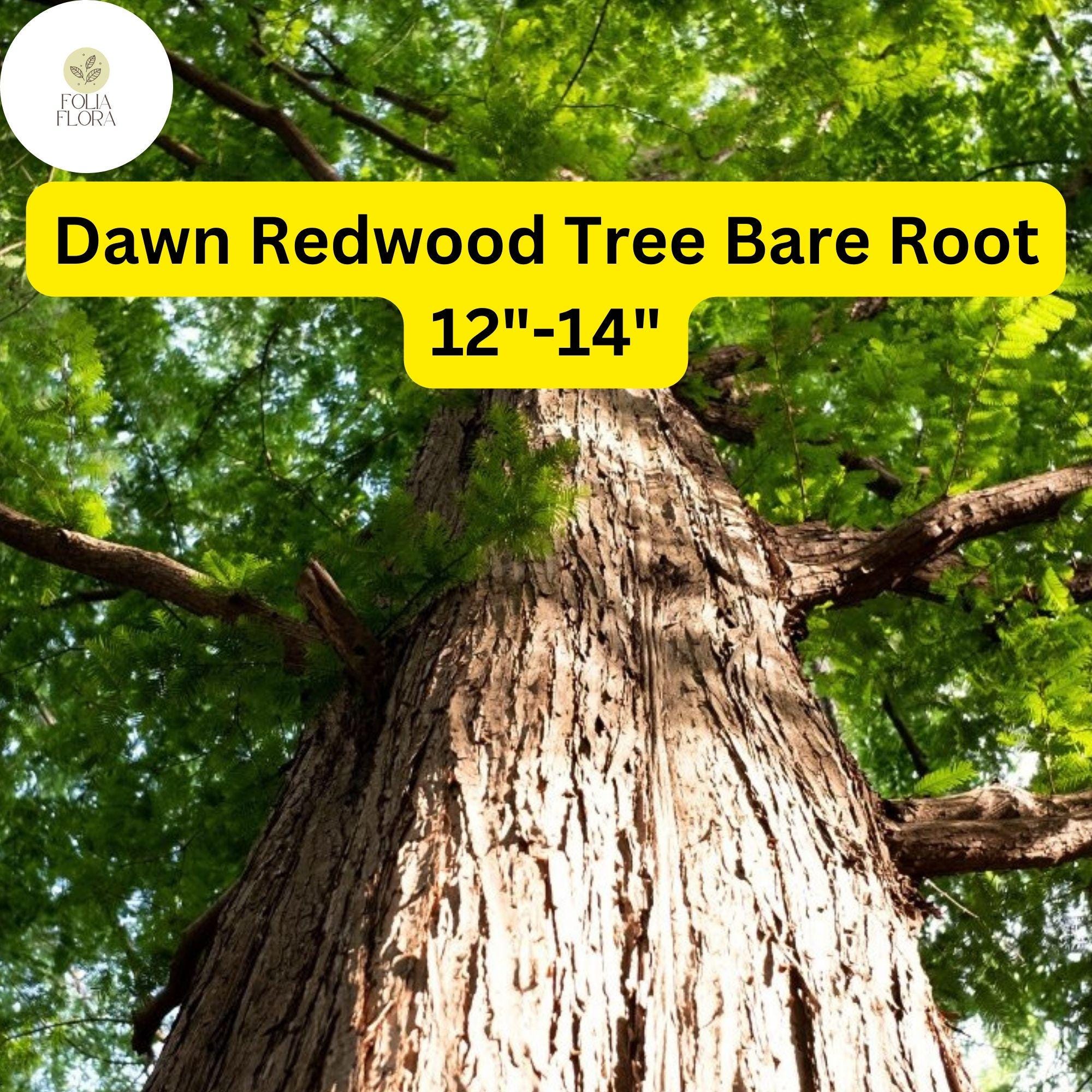 1 Dawn Redwood Tree Metasequoia glyptostroboides - Live Bare Root Plant 12"-14" for Zones 4-8