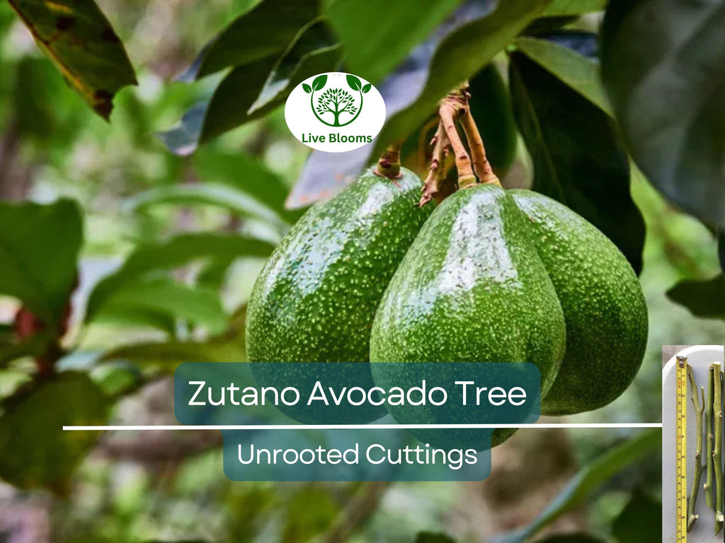 3 Avocado Tree Unrooted Cuttings “Zutano” – Hass Avocado Alternative, Healthy Fruit, Easy to Grow, Fast-Growing, Home Garden, Tropical Fruit