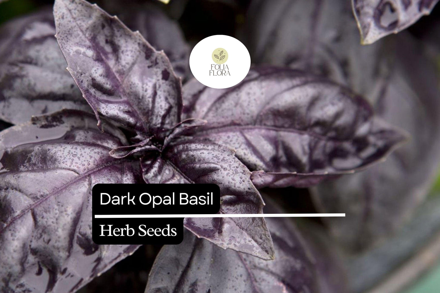 1000 Seeds Dark Opal Basil (Ocimum basilicum) – Aromatic, Colorful Herb for Cooking & Gardens