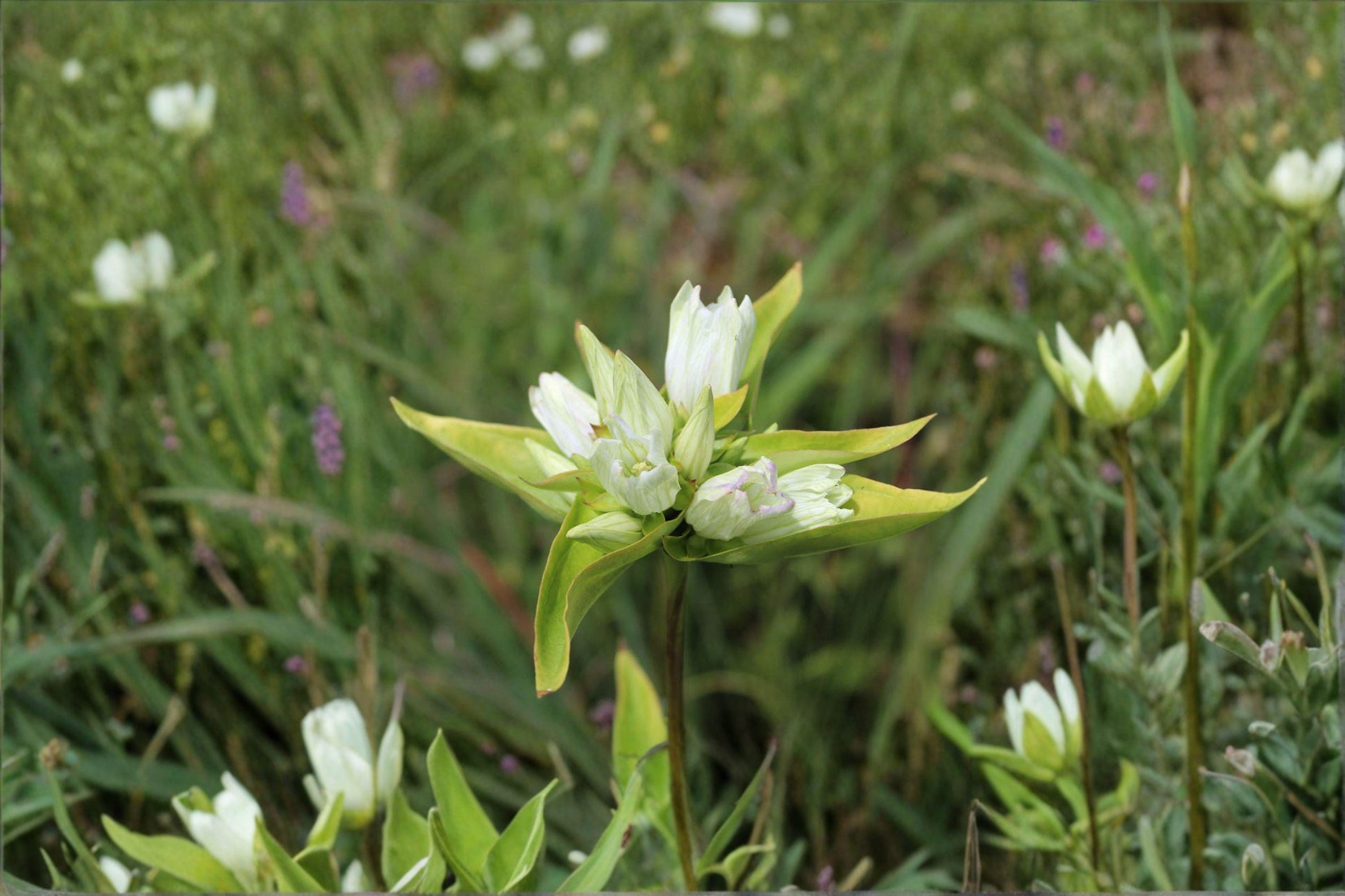 Cream Gentian Seeds – Gentiana flavida | 100 Seeds | Native Wildflower for Pollinator & Woodland Gardens