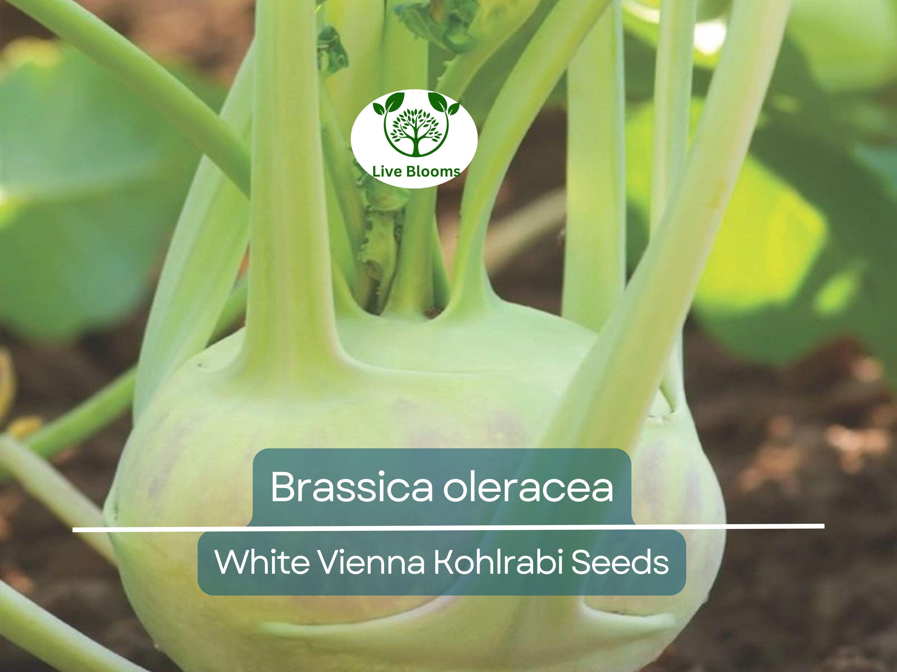 150 Seeds White Vienna Kohlrabi - Brassica oleracea, Heirloom Veggie, Non-GMO, Fast Growing, Nutritious, Easy to Grow for Gardeners