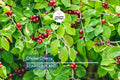 Choke Cherry Tree - Live Bare Root Plant, Prunus Virginiana, 14"-18", Fragrant White Flowers, Wildlife-Friendly, Drought & Heat Tolerant
