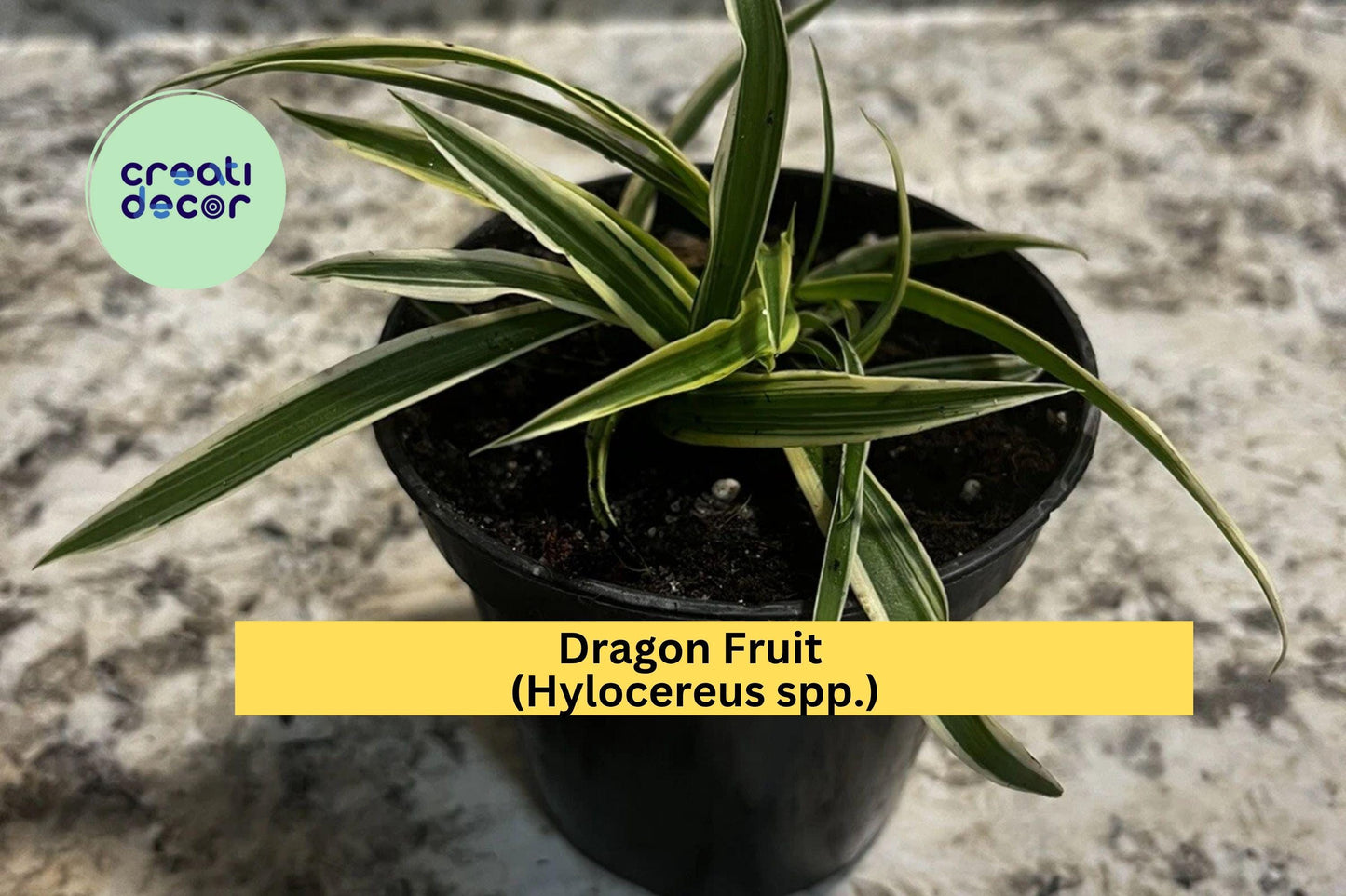 Dragon Fruit Plants | Set of 4 Live Bare Root Seedlings | 1 Year+ Pitaya Cactus Vines