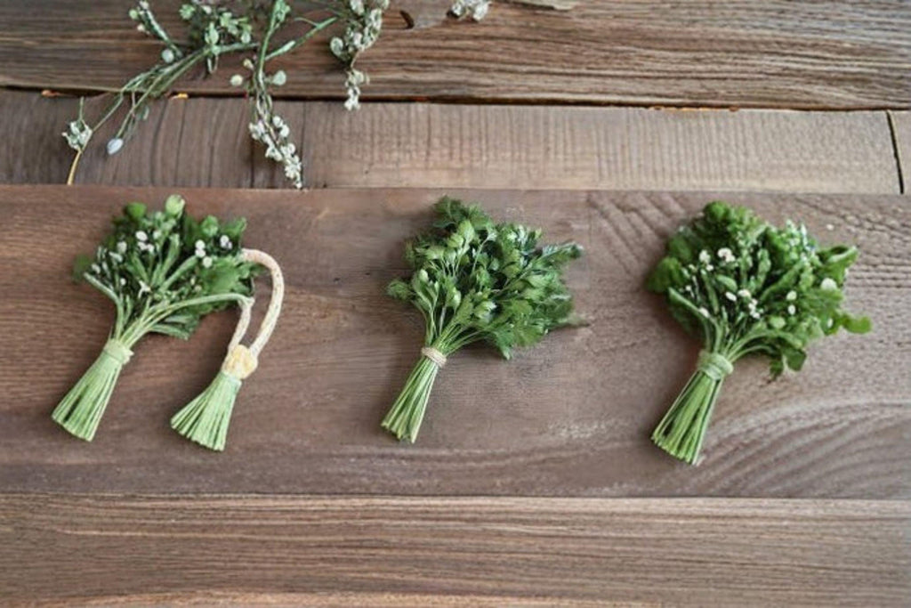 Parsley – Dark Green Italian Giant 500 Seeds | Flat-Leaf Parsley | Robust Flavor | High-Yield Culinary Herb