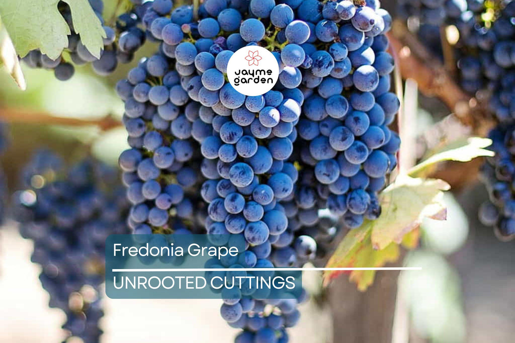 Fredonia Grape Cuttings | 5 Unrooted Cuttings | Organic| Easy to Grow | Cold-Hardy & Disease-Resistant
