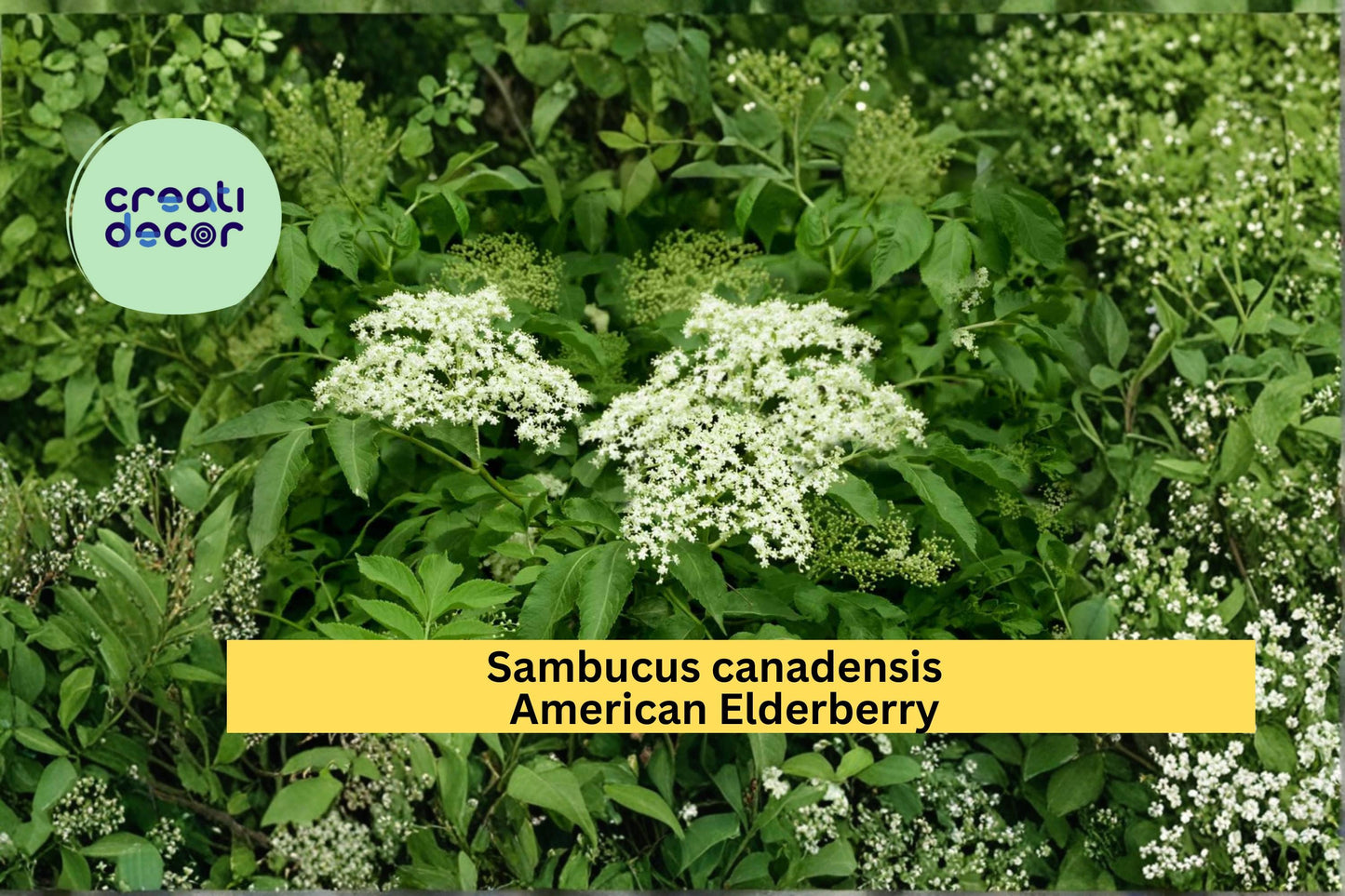 American Elderberry Seeds Sambucus canadensis 50 Count Native Berry Shrub Garden Plant Seeds