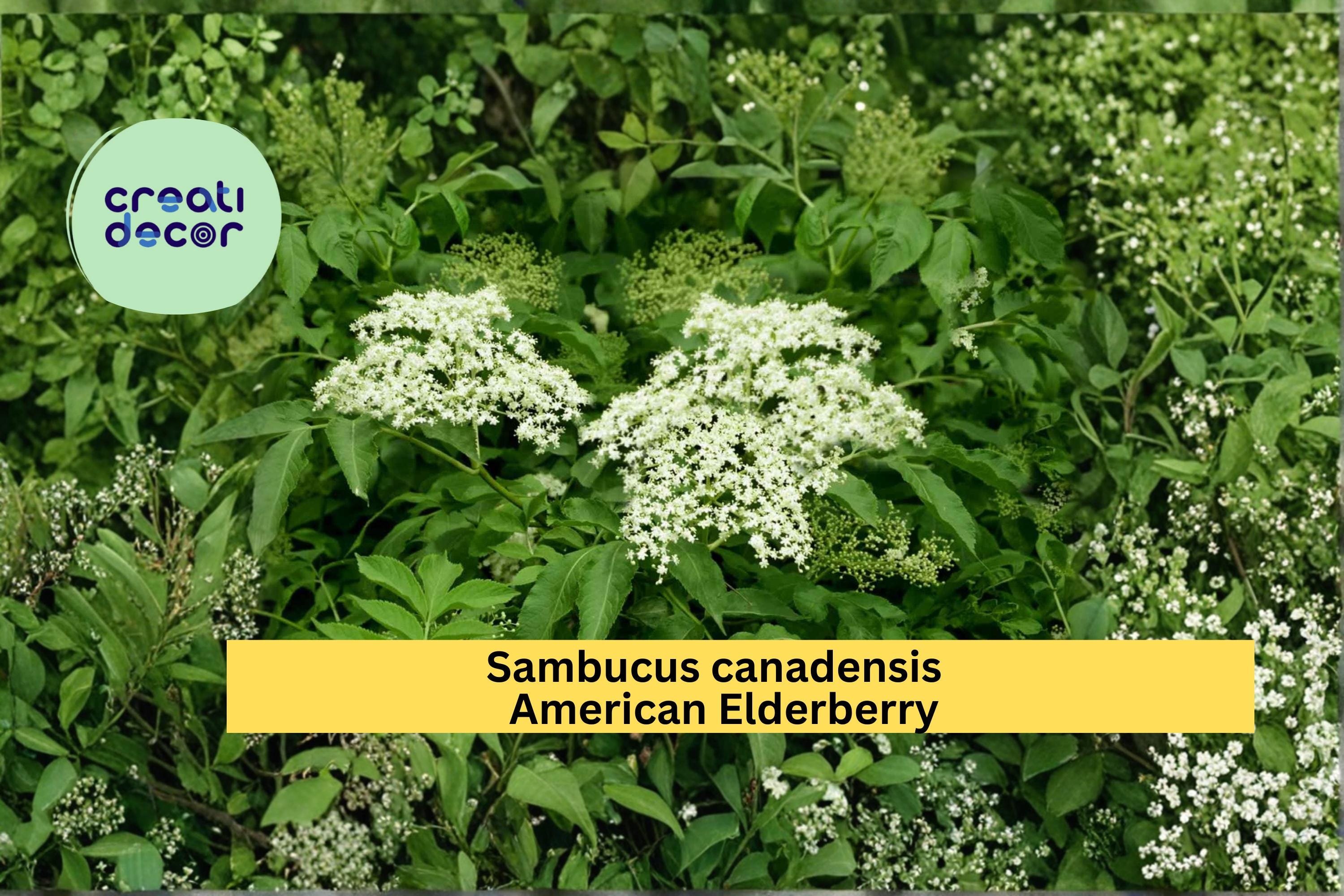 American Elderberry Seeds Sambucus canadensis 50 Count Native Berry Shrub Garden Plant Seeds