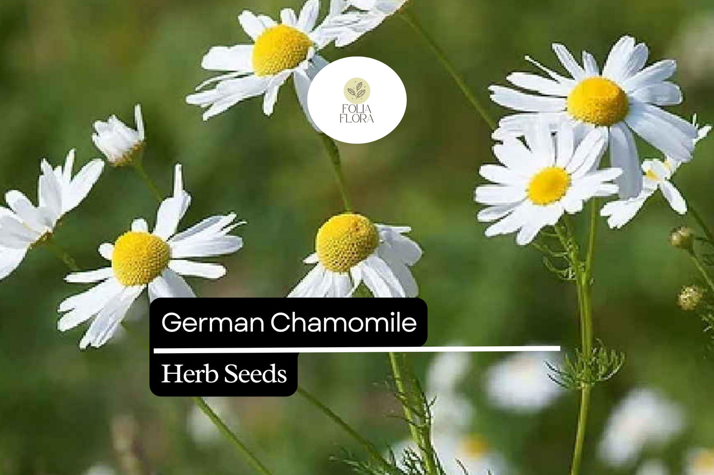 2500 Seeds German Chamomile (Matricaria chamomilla) – Soothing Herb with Delicate White Flowers