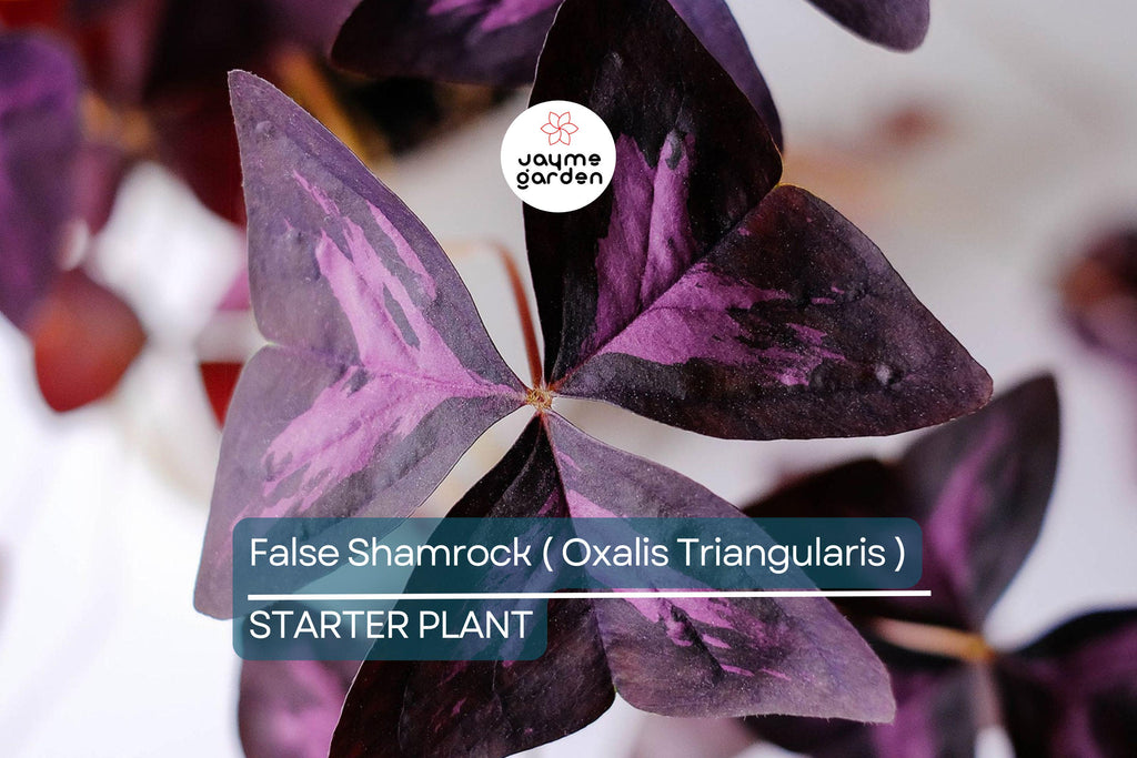 False Shamrock (Oxalis Triangularis) Ornamental Live Plant 10”-20” - Elegant Purple Three-Leaf Foliage for Indoor & Garden Decor