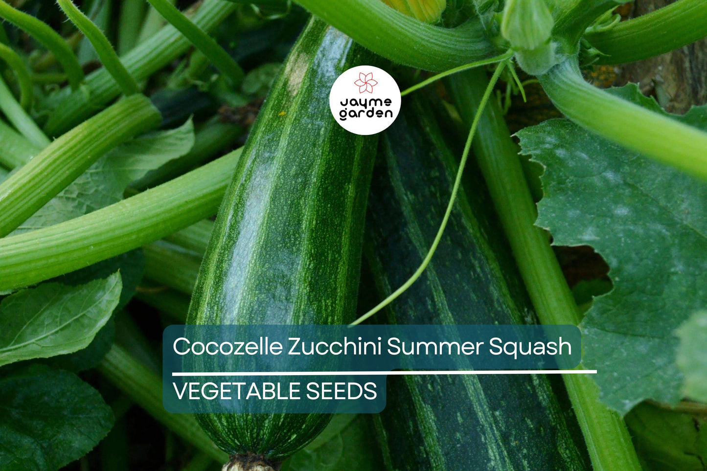 50 Cocozelle Zucchini Seeds – Heirloom Italian Summer Squash, Non-GMO, High-Yield, Tender & Flavorful, Easy to Grow, Free Shipping!