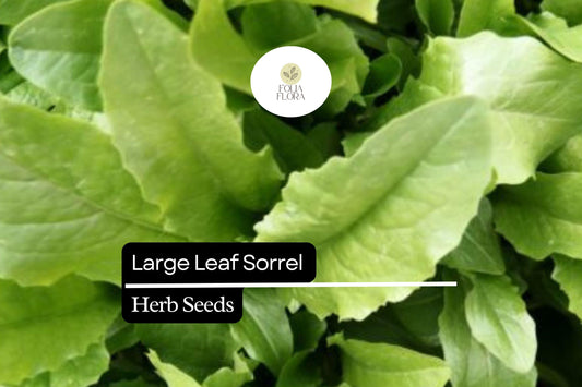 400 Seeds Large Leaf Sorrel (Rumex acetosa) – Healthy Perennial Herb for Fresh Greens