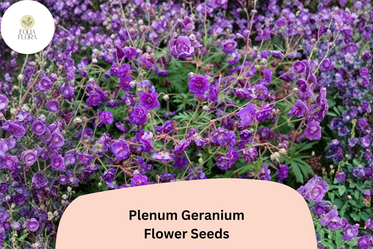 25+ Plenum Geranium Seeds | Hardy Perennial | Double Purple Blooms for Cottage Gardens & Borders