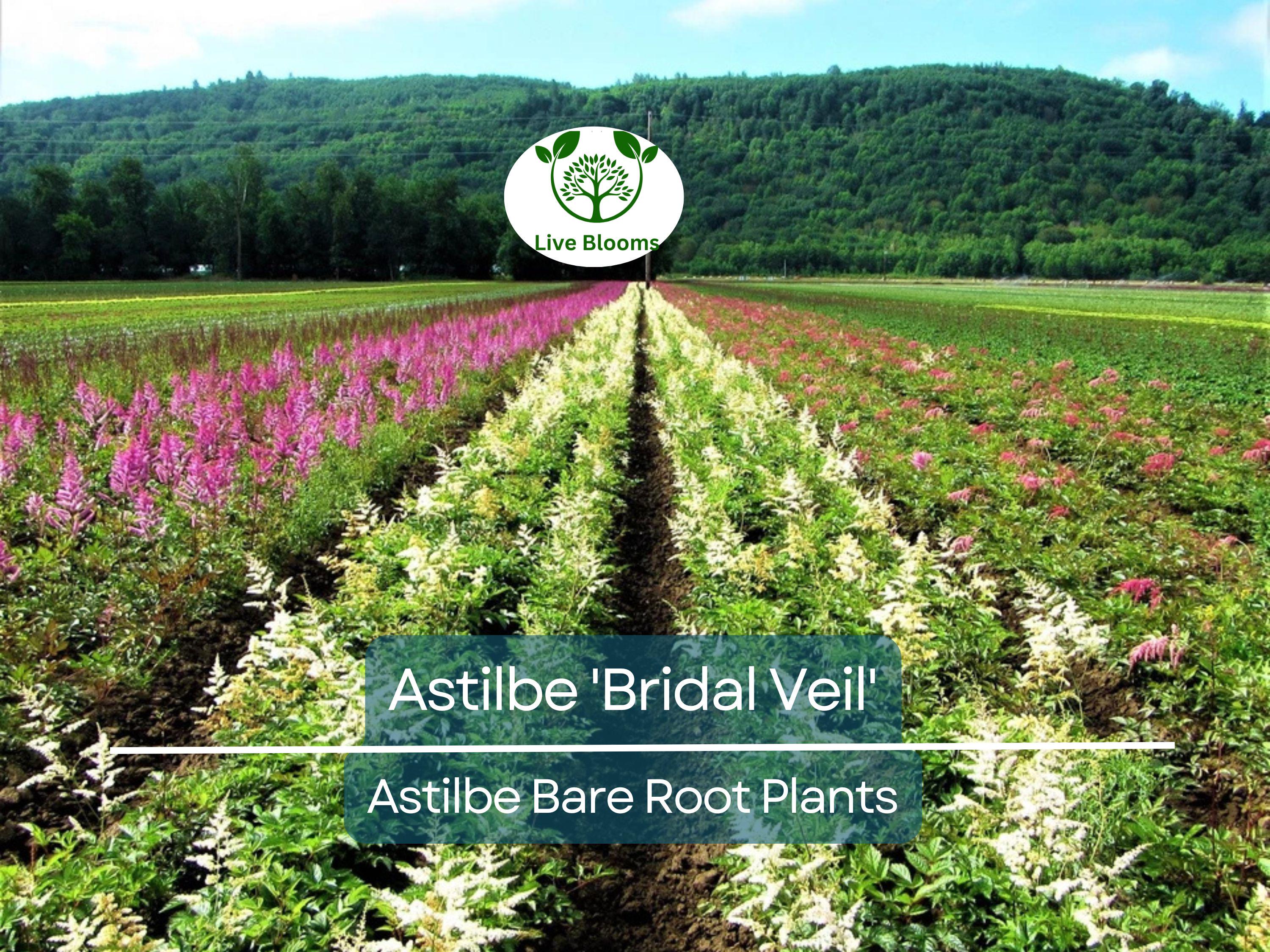 1 Astilbe 'Bridal Veil' – Live Bare Root Plant – White Plume Summer Flower for Shade Garden – Elegant Perennial Blooms