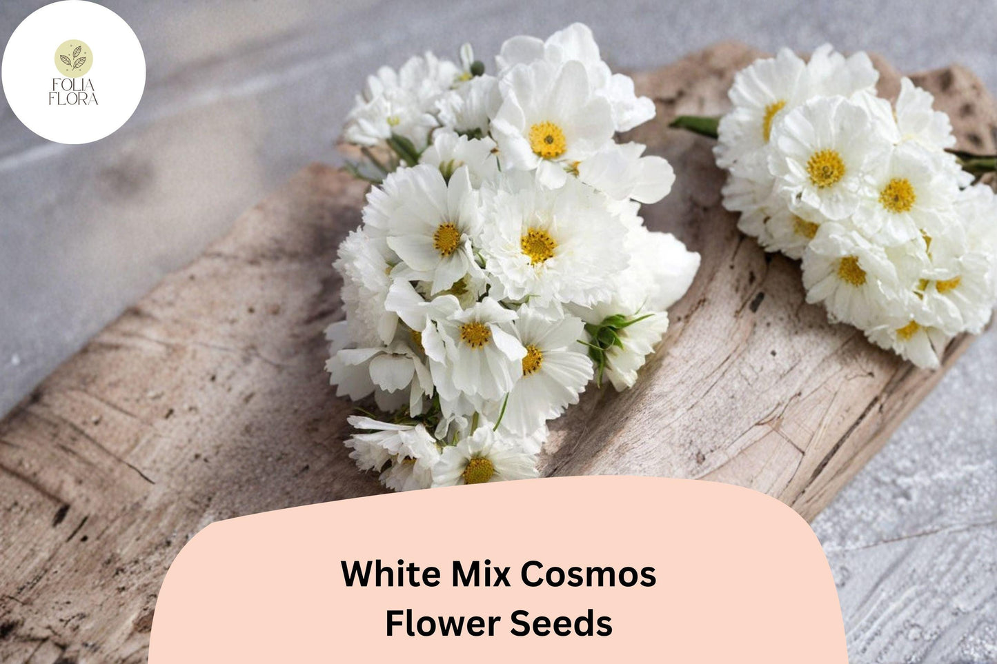 200+ White Mix Cosmos Seeds | Cosmos bipinnatus Pure White Blooms | Easy-Grow Annual Garden Flower Seeds