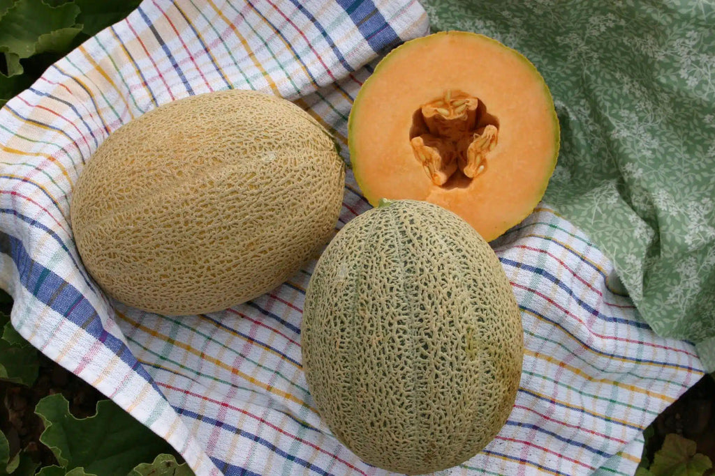 Hales Best Jumbo Melon 35 Seeds | Classic Heirloom Cantaloupe | Sweet Orange Flesh | Reliable Summer Producer