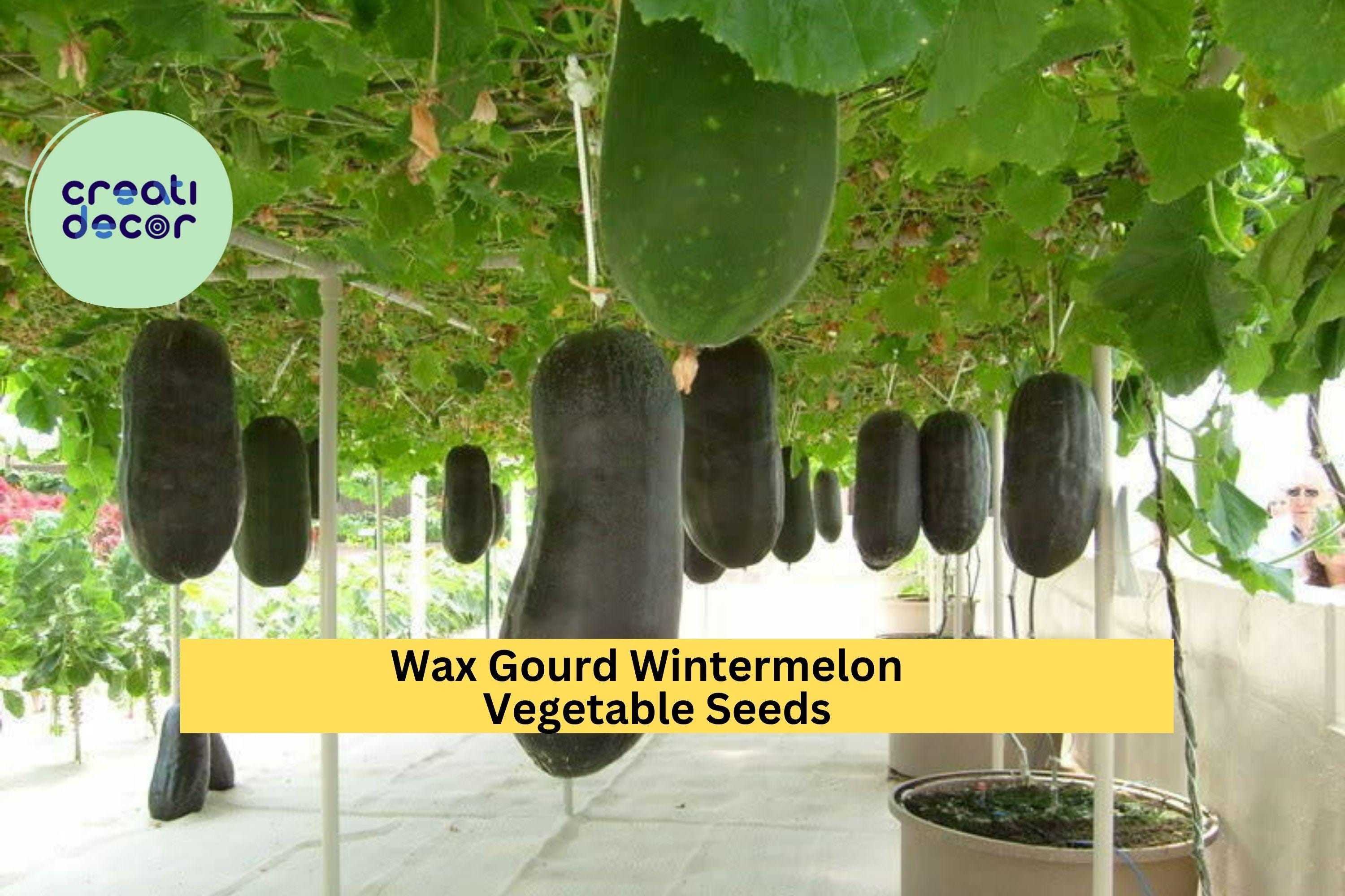 3pcs of 10 Seeds Wax Gourd Wintermelon – Large White-Frosted Melon for Soups, Stews, and Warm Season Vegetable Gardens