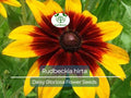 300 Seeds Daisy Gloriosa (Rudbeckia hirta) - Yellow Wildflower for Planting, Perennial, Garden, Pollinator-Friendly, Drought Tolerant