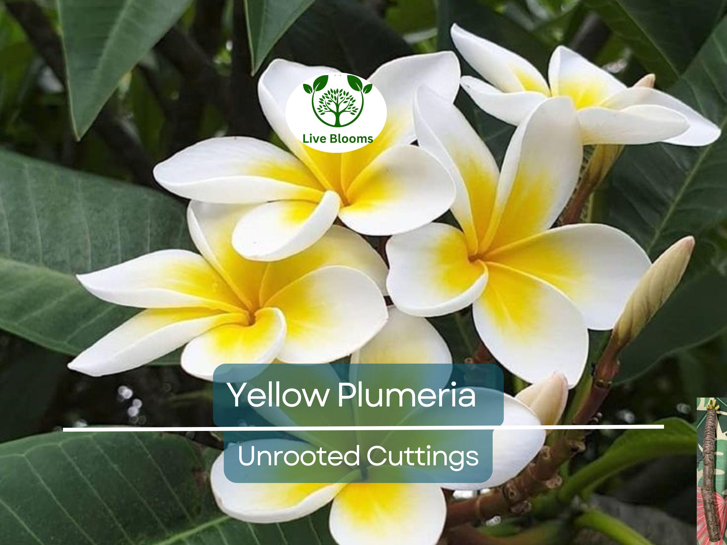 1 Yellow Plumeria Fresh Starter Cutting 10" Unrooted | Plumeria Rubra, Tropical Flowering Plant, Fragrant Yellow Flowers, Easy to Grow