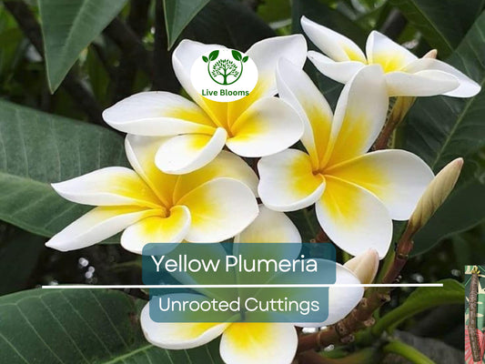1 Yellow Plumeria Fresh Starter Cutting 10" Unrooted | Plumeria Rubra, Tropical Flowering Plant, Fragrant Yellow Flowers, Easy to Grow