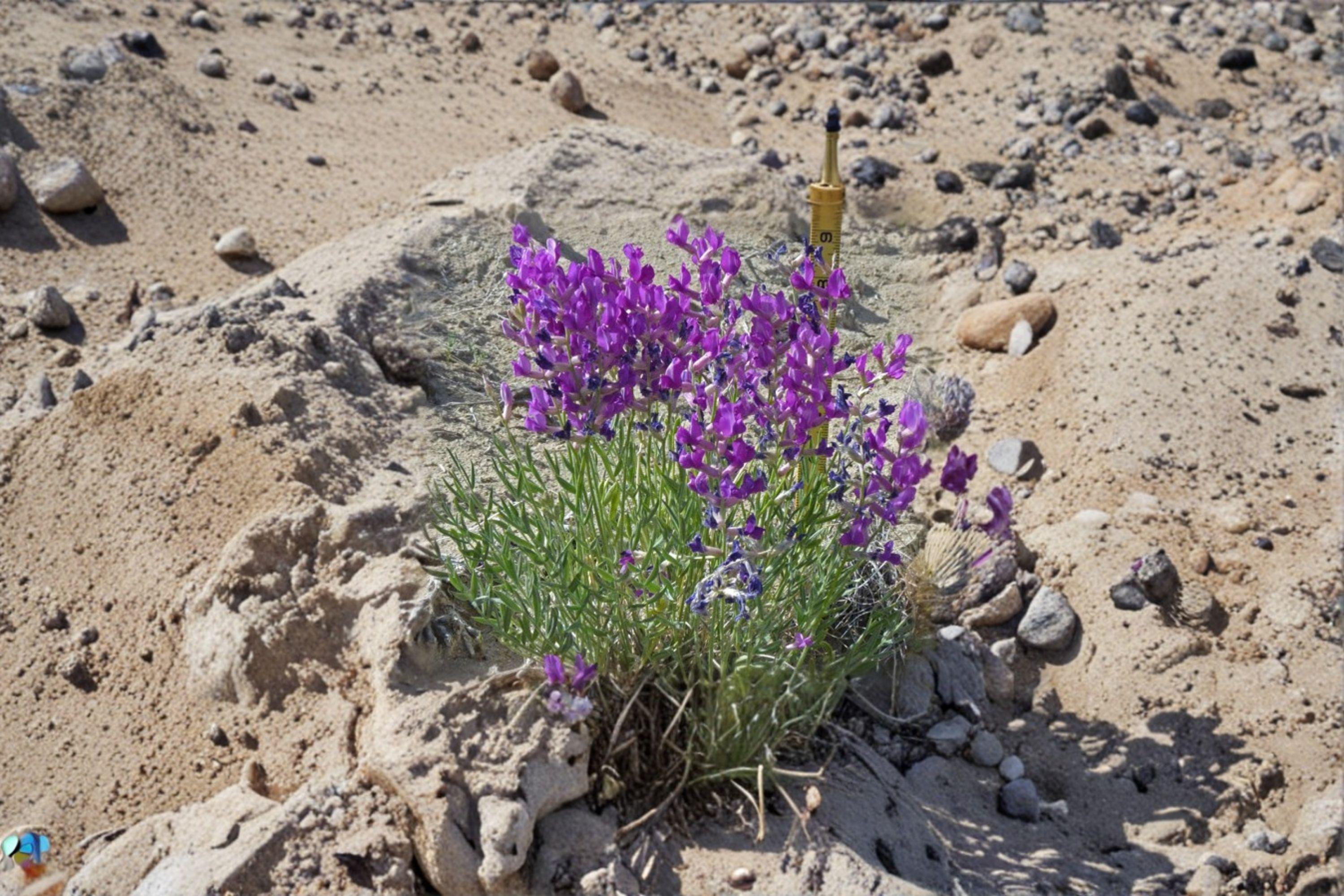 Showy Locoweed – Oxytropis lambertii 25 Seeds | Native Prairie Wildflower | Striking Purple Blooms | Drought-Tolerant Perennial
