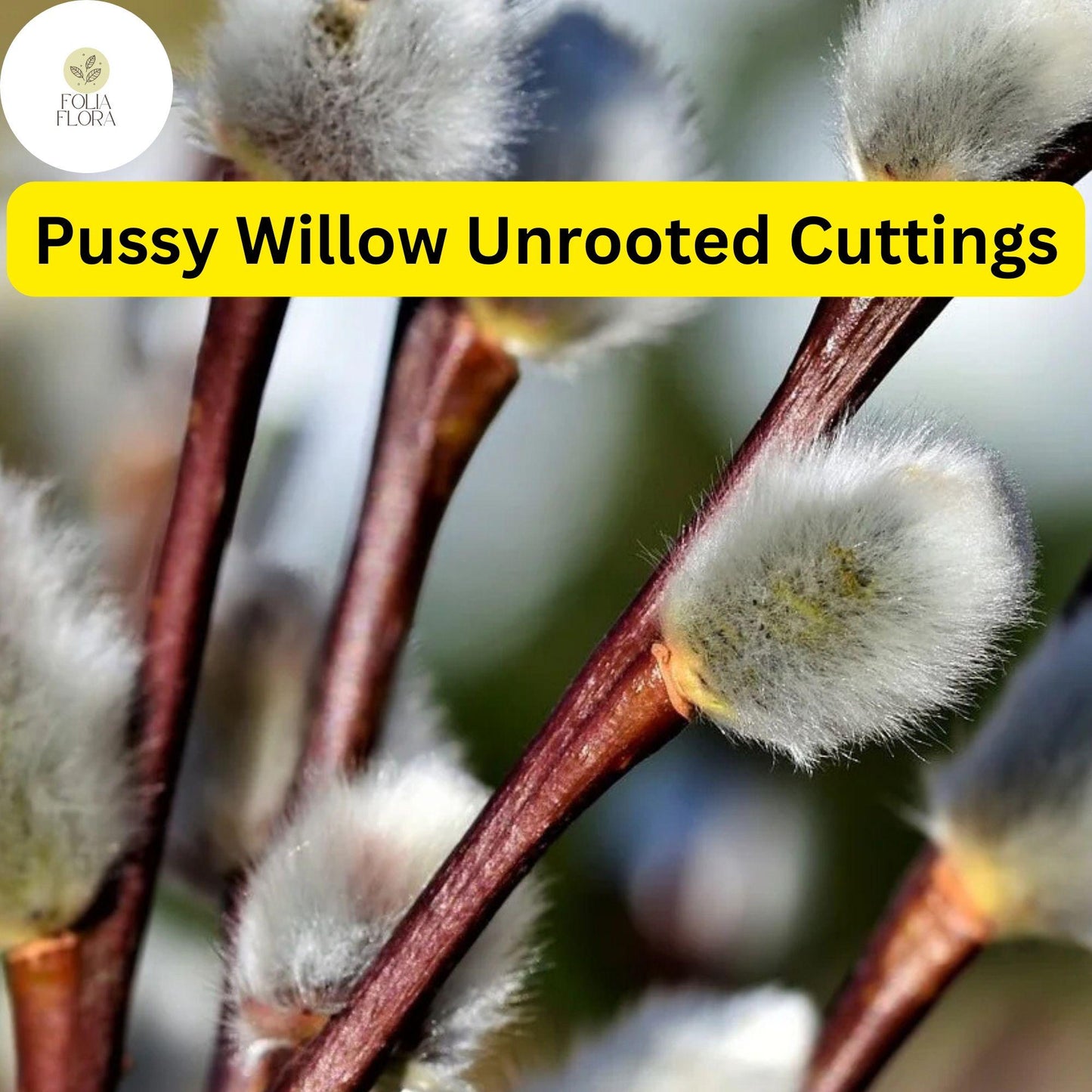 10 Fresh Pussy Willow Unrooted Cuttings - Easy to Root Salix Discolor