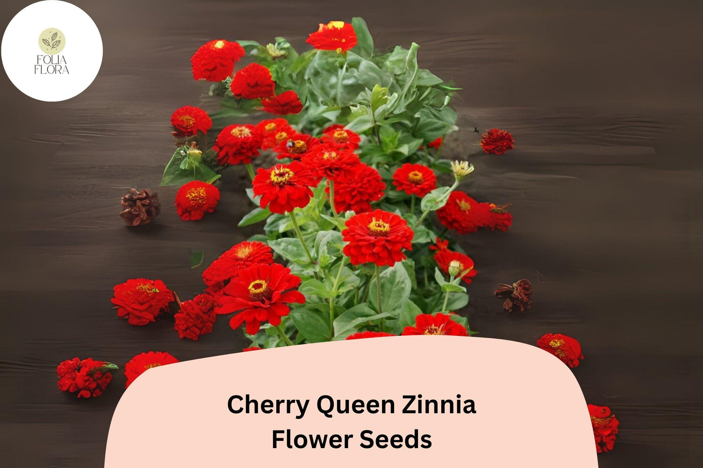 100+ Cherry Queen Zinnia Seeds – Bold Cherry-Red Blooms for Cut Flowers & Summer Gardens