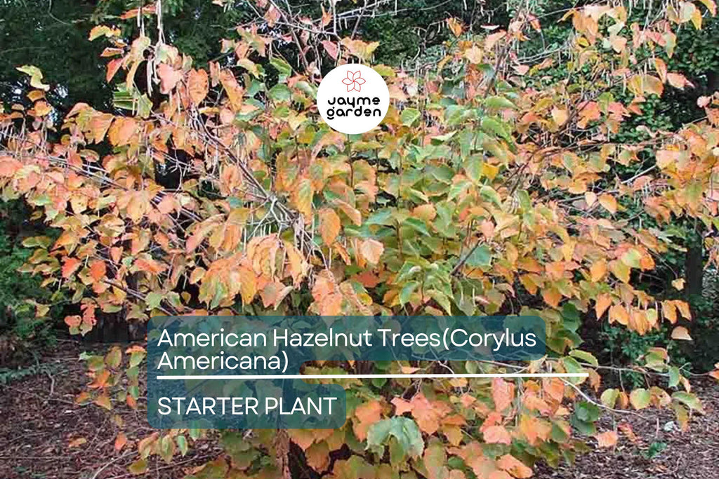 5 American Hazelnut Trees (Corylus Americana) 10–12" Bareroot – Nut-Producing Trees for Gardens & Wildlife, USDA Zones 4–9