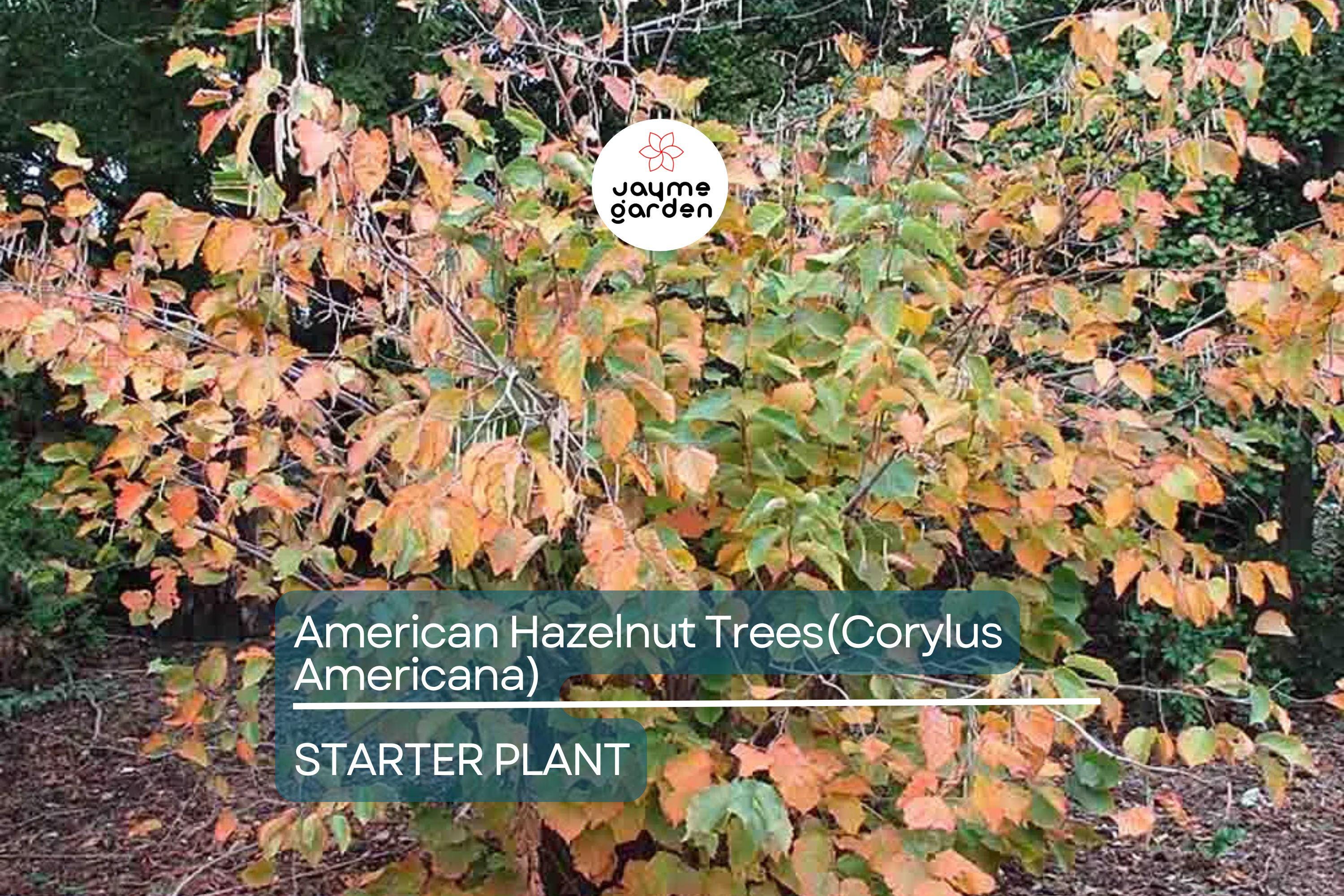 5 American Hazelnut Trees (Corylus Americana) 10–12" Bareroot – Nut-Producing Trees for Gardens & Wildlife, USDA Zones 4–9