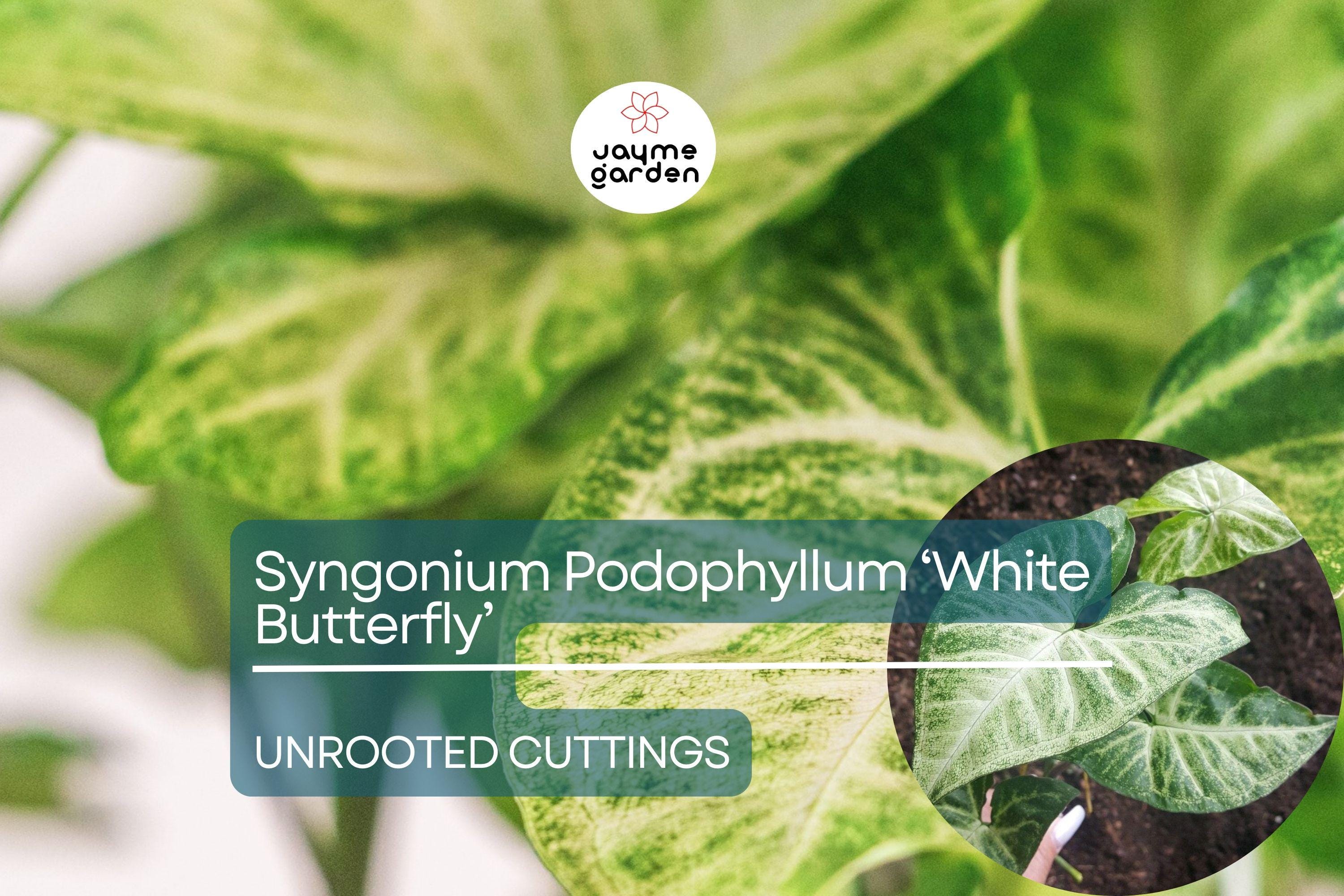 1 Syngonium Podophyllum ‘White Butterfly’ - 7" Unrooted Cutting - Arrowhead Plant for Indoor Decor, Terrariums & Tropical Houseplants