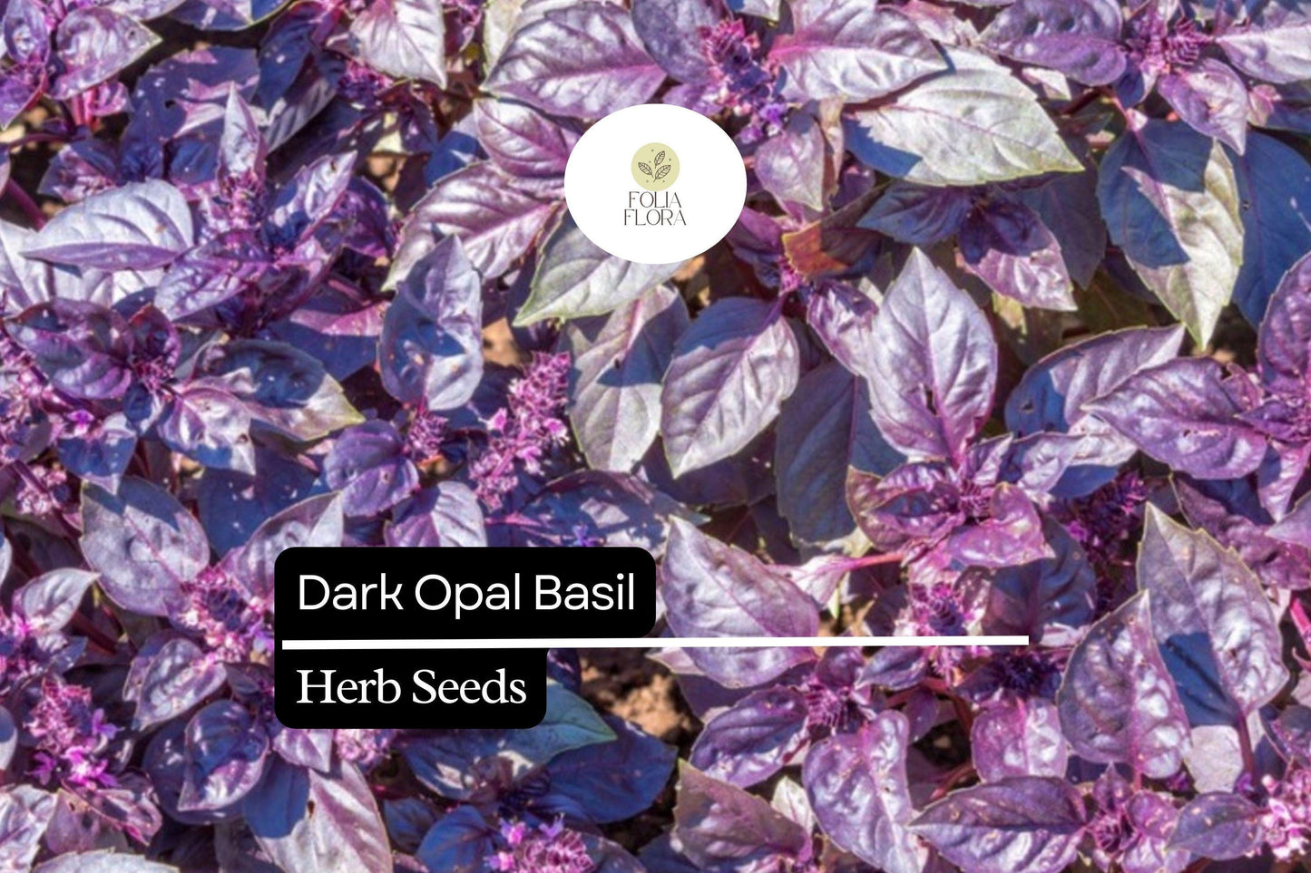 1000 Seeds Dark Opal Basil (Ocimum basilicum) – Aromatic, Colorful Herb for Cooking & Gardens