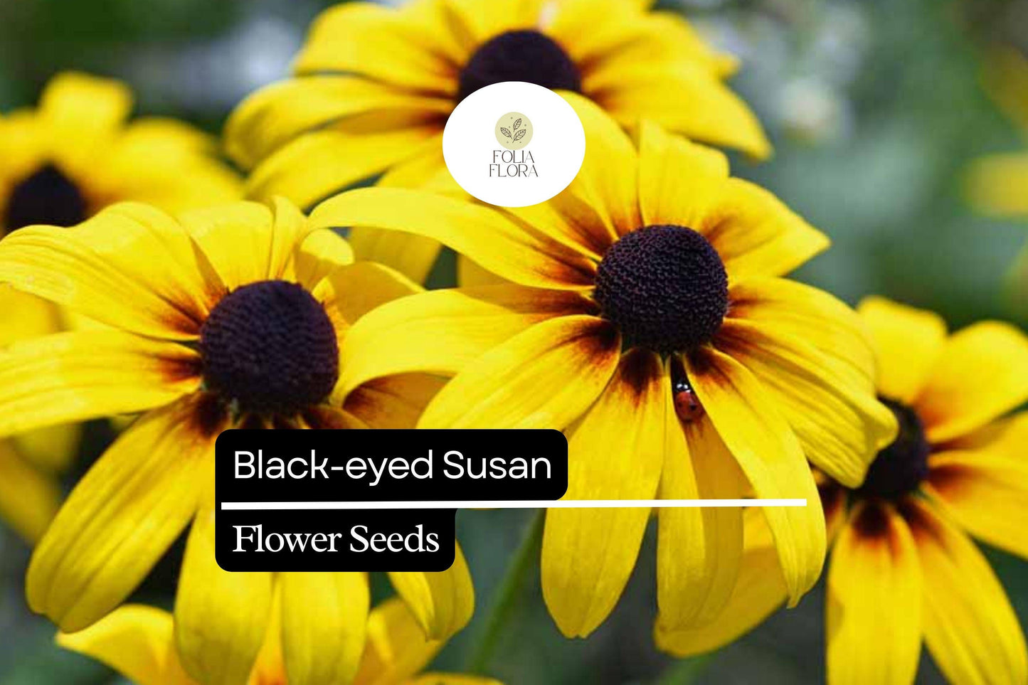 25 Black-eyed Susan Seeds (Rudbeckia hirta) | Bright Yellow Wildflower | Easy-Grow Native Pollinator Plant for Home Gardens