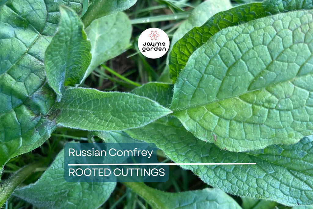 Large Live Russian Comfrey Crown Cuttings - Bocking #14 (5 Pack), 1-2" Shoots & Roots, Freshly Dug, Soil Builder, Permaculture Plant