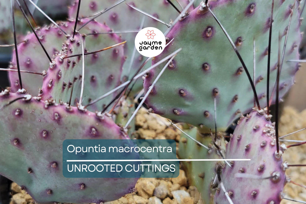 Opuntia Macrocentra Prickly Pear Cutting (5"+) | Purple Cactus with Black Spines | Cold Hardy | Unrooted Starter