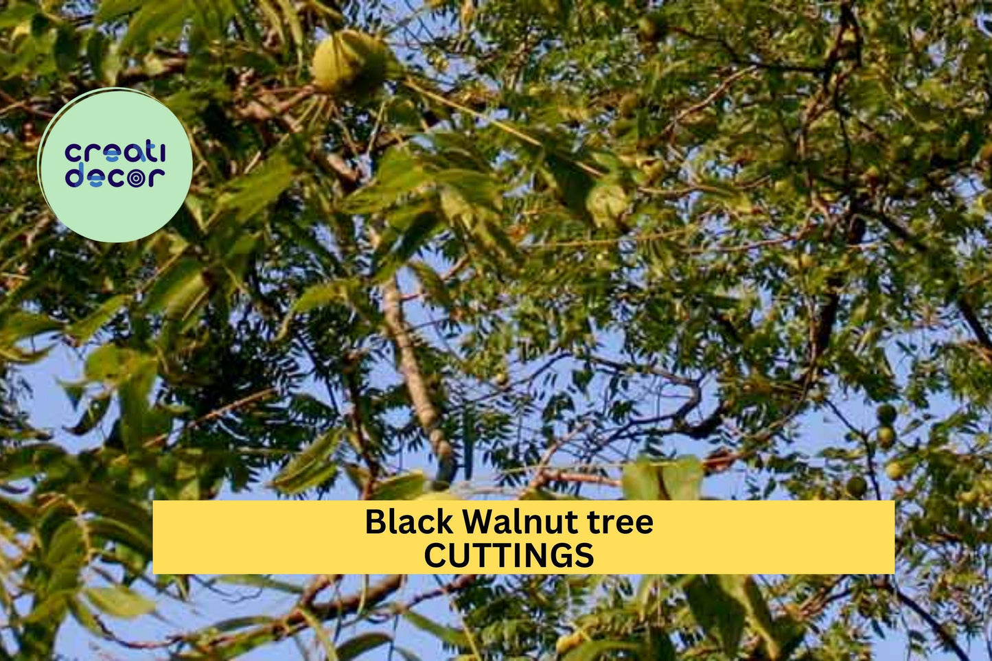 30x Black Walnut Tree Cuttings | Juglans Nigra Hardwood Cuttings for Propagation | Nut Tree Starter for Food Forest or Backyard