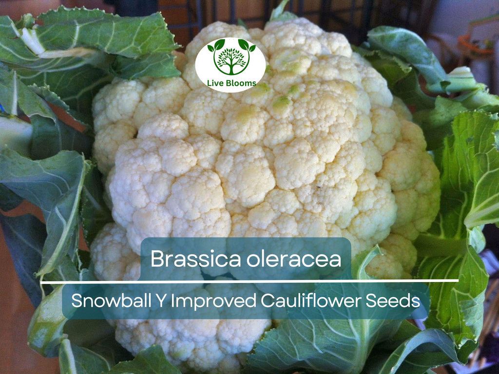 100 Seeds Cauliflower Snowball Y Improved - Brassica oleracea | Heirloom Cauliflower for Planting, Gardening & Crisp, White Harvests
