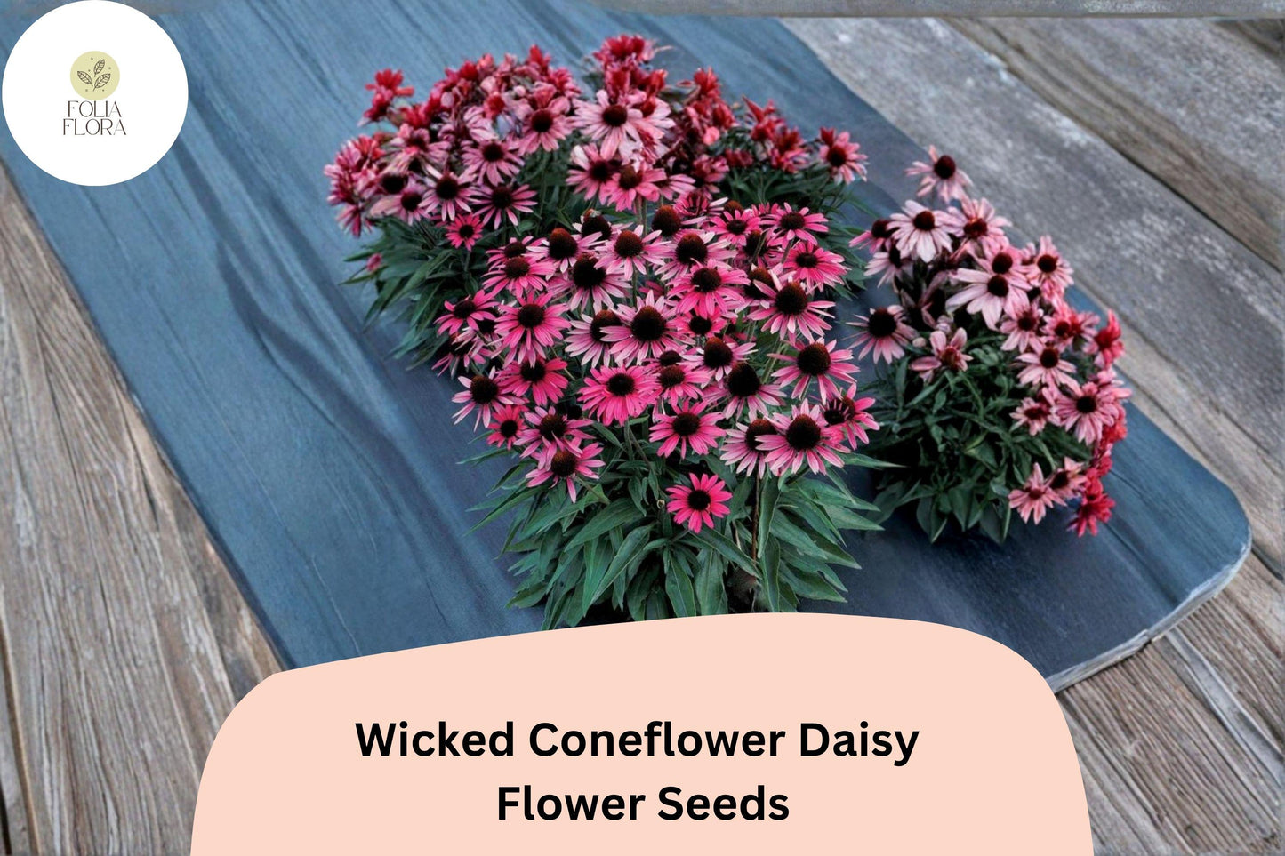 200+ Wicked Coneflower Daisy Seeds | Echinacea purpurea | Dark Bloom Mix | Pollinator Friendly Garden Flowers