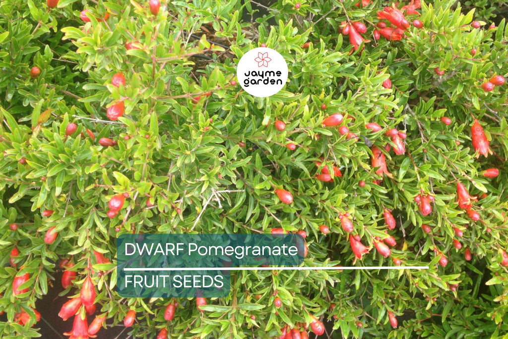 20 Dwarf Pomegranate Tree Seeds – Punica granatum "Nana", Indoor/Outdoor Fruit Plant, Bonsai Friendly