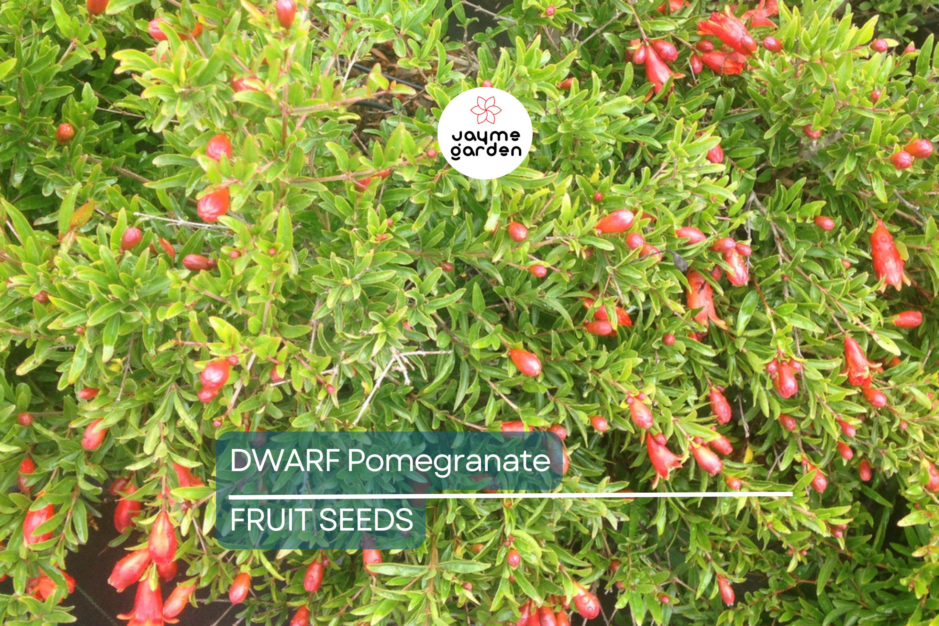 20 Dwarf Pomegranate Tree Seeds – Punica granatum "Nana", Indoor/Outdoor Fruit Plant, Bonsai Friendly